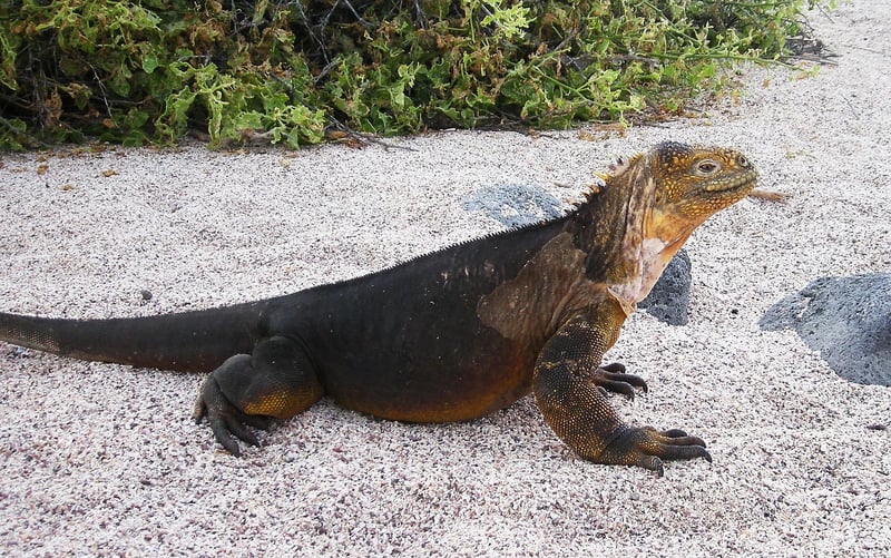 Galápagos Islands Ecuador